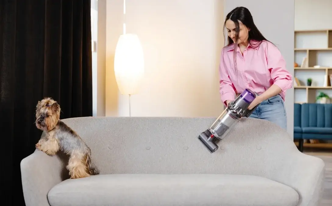 Cleaning tips for homes with pets with a dog sitting on a clean living room sofa
